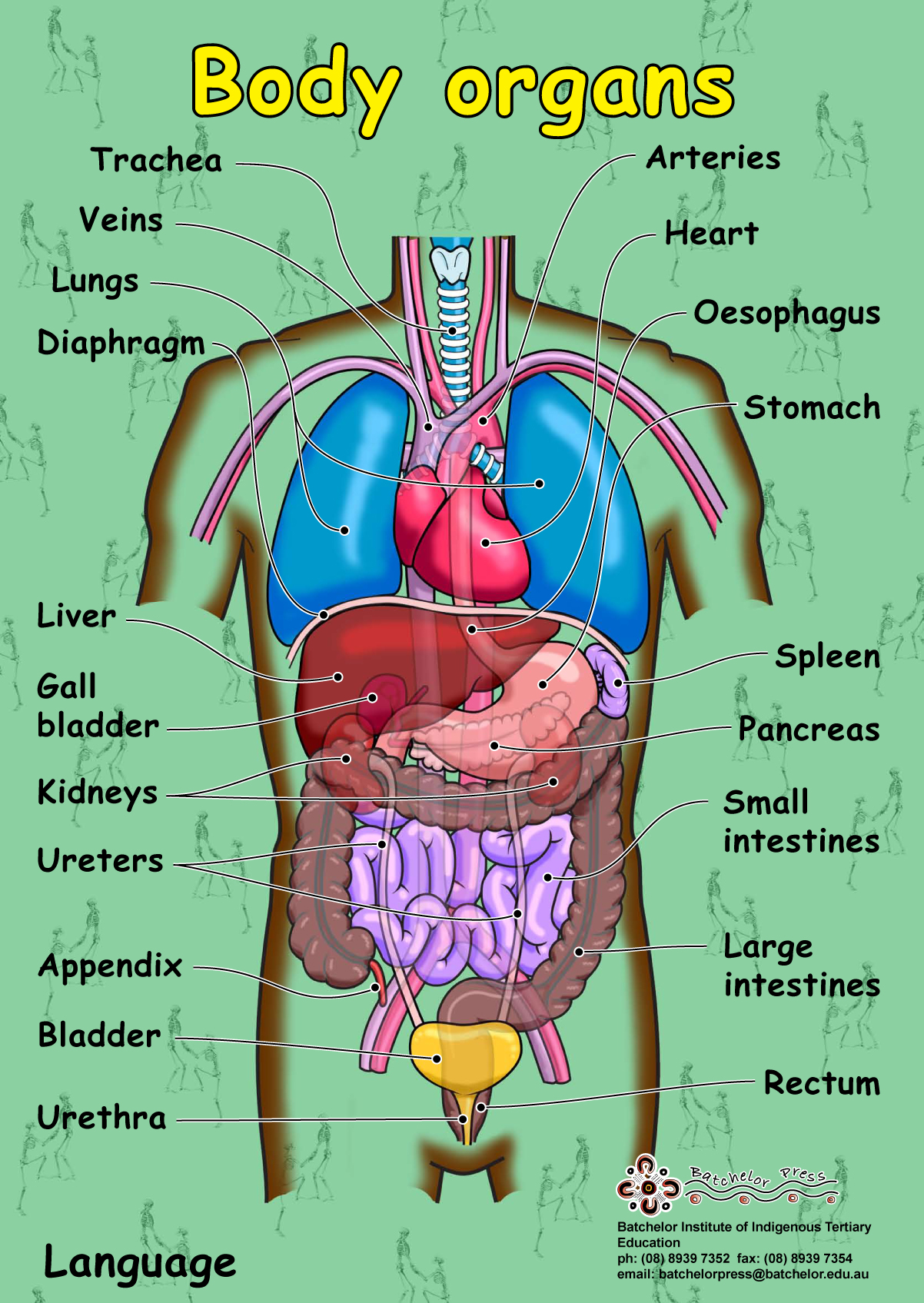 This poster shows the words for the internal organs of the human body.