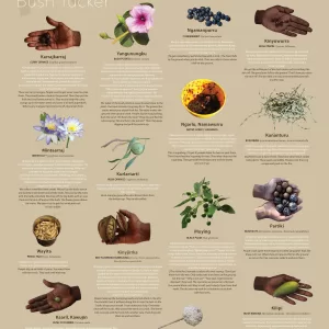 Gurindji Bush Tucker Poster