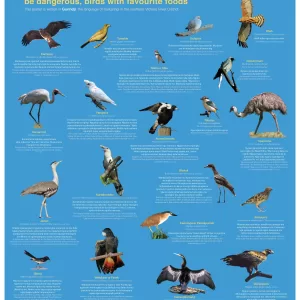 Gurindji Bird Poster