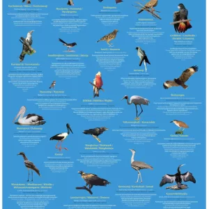 Jingulu - Mudburra Birds