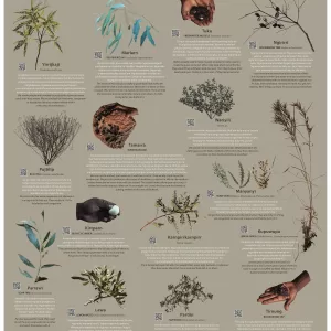 Gurindji Bush Medicine Poster