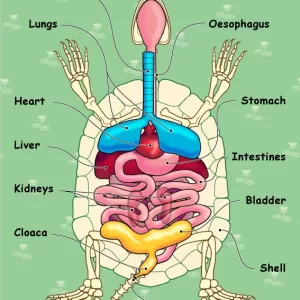 Turtle Organs - Freshwater
