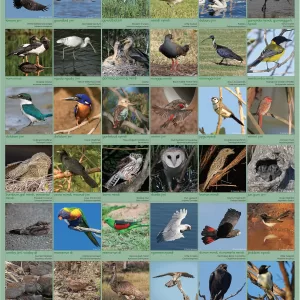 Jirigi jinda ardangarri