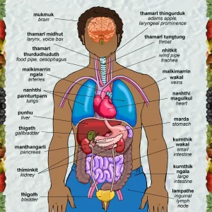 Nanhthi Nginipunh Kardu - Your Internal Organs